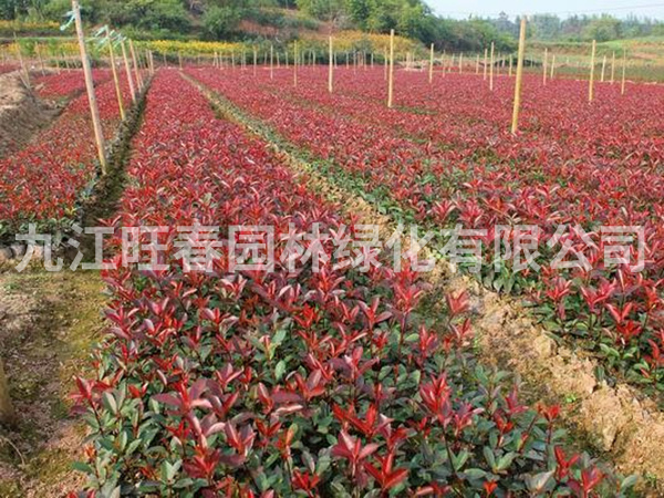 紅葉石楠